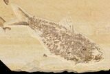 Wide Fossil Fish Plate (Diplomystus & Knightia) - Wyoming #91584-2